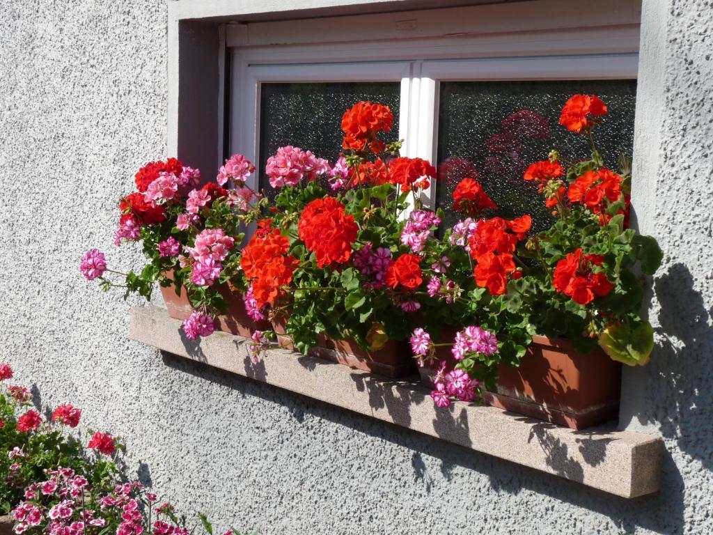 Locations Dupertuis Alsace Apartment Le Hohwald Cameră foto