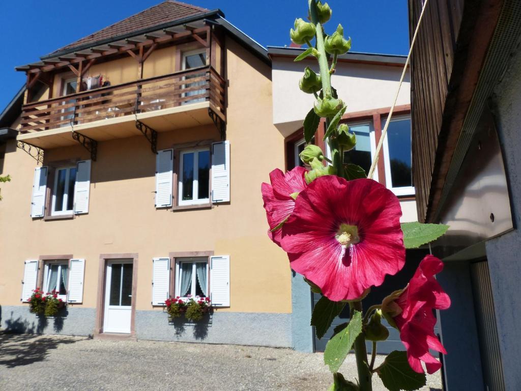 Locations Dupertuis Alsace Apartment Le Hohwald Exterior foto